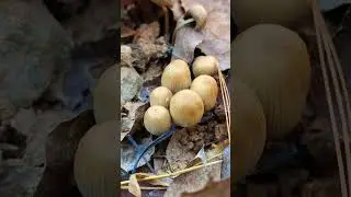 Tiny Tan Mushrooms | Coprinellus micaceus