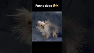 Funny dogs 🐕🤣 #shorts