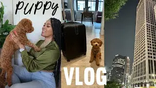 DOG VLOG | TRAVEL WITH YOUR MINI POODLE + Heartworm Meds 🐶 Unpack with Me 🧳