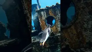 Penguin found ⚓️ #zootown #ai #aianimals