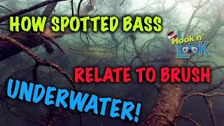 How Spotted Bass Relate to Brush
