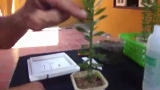 Microinjertos sobre Pereskiopsis