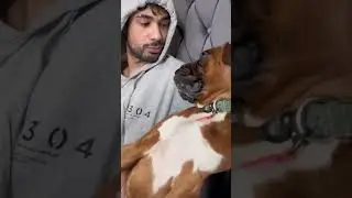 Funny boxer dog