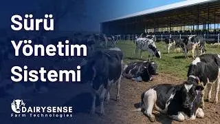Dairysense Sürü Yönetim Sistemi - TR