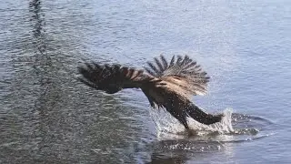 Young bald eagle escapes after being trapped under boat on Keuka Lake &mdash; June 25, 2020