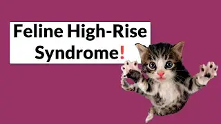 What Is Feline High-rise Syndrome And What to Do About It?