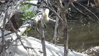 Wood Stork, Ibises, Snowy Egrets Foraging In Shrinking Pool Of Water