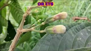Madre de Agua: An Exotic Plant Suitable for Agroforestry