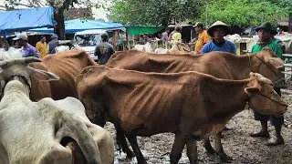 6 juta !! Babon Kurus Harga Murah !! Hujan Sapi Gak Laku !! Pasar Sapi Jatirogo 