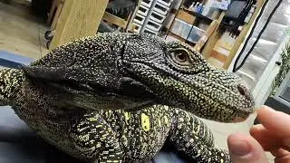 My Tree Crocodile aka Hannibal the Cannibal!