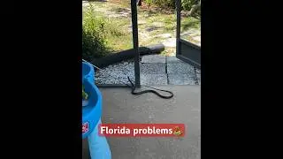 Typical Florida problems! #snake #snakevideo #snakes #florida #floridawildlife #wildlife #reptiles