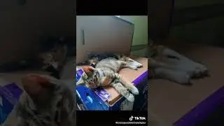 #cattent