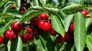 Delicious Cherries (Spanish)