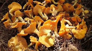 Funghi finferli a volontà con sorpresa finale 😯🍄 maggio 2025
