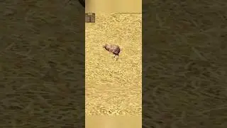 Hunting Sniper Games 🎯  Kiwi Birds Hunt 🦩