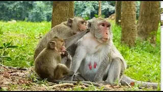 Let's see Amber troop monkeys update on 11/04/2020. How are Jane, Janna, Jade, Jinx, Rex, Rose ....?