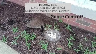 Nuisance Canadian Geese in Ohio |  Permits are Necessary | Follow Rules