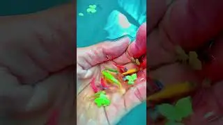 😱14 цветов в 1 рыбке 🐠 #данио #цветныерыбы #зебрарыбка #катушки #мультфильмдлядетей #катушки #шорты