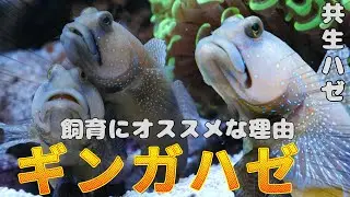 【海水魚飼育初心者おすすめ】ギンガハゼまとめ！共生ハゼとしても有名なギンガハゼをスロー映像など飼育水槽での夫婦の貴重な映像とともに徹底紹介します