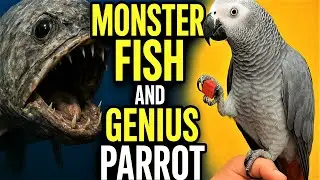 Monster Fish and Genius Parrot | Incredible Catch & Smart Tricks | Рыба-монстр и гениальный попугай