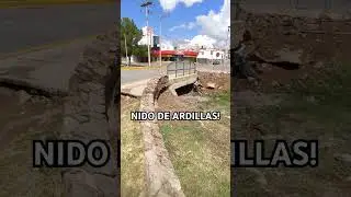 Me encontré un NIDO de ARDILLAS!! ❤️