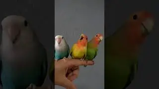 Agap&oacute;rnis gritando. #shorts #bird