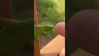 Day gecko requires patience #gecko #lizard #reptiles #cuteanimals #funnyanimals #funnyshort