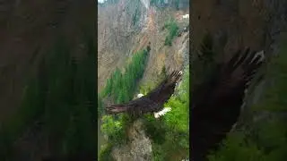 A bird's eye view #birds #height #flight #reaction #animallover #animalworld