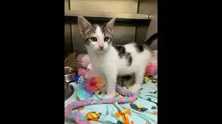 SPCA offers reward for safe return of stolen kitten