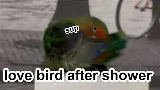 Cute playful Love bird after shower vlog!!