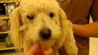 ADOPTED - Pip the maltese and poodle looking for home - visit: www.dogsneedhomes.blogspot.com