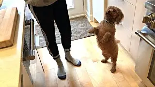 Mini poodle dog STANDS ON TWO LEGS | Teddy Bungoo