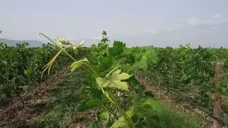 كروم العنب الفرنسية في إثيوبيا لتغيير صورة البلاد