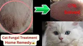 How to cure cat fungal infection|Home remedy|Adult Cat & kitten 100% result✅