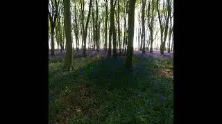 Bluebell Wood Sunrise Time Lapse