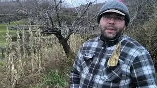 RECOLECTA de MA&Iacute;Z en PLENO FEBRERO 
