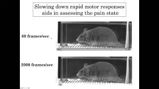 AnaBios Webinar | Development of Mouse Pain Scales to Unlock Sensory & Motivational Drives of Pain