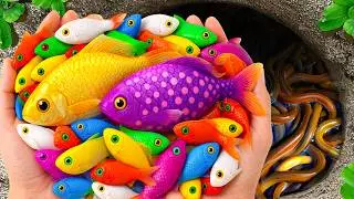 Catch Stunning Freshwater Aquarium Fish in Small Pond, Tiger Guppies, Turtles, Koi, Carp, Eels, Frog