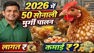 2026 में 50 सोनाली मुर्गी पालन  |50 Sonali Chicken Farming in 2026 | Cost & Profit