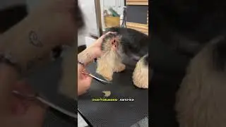 Какие необычные клички вы знаете ? #йорк #viral #fyp #рекомендации #домашниеживотные #топ #pets