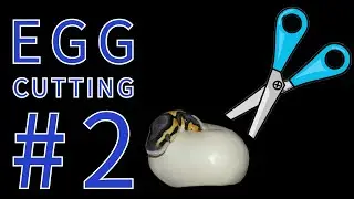 Egg Cutting #2