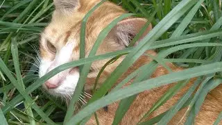 Kucing santai 25 menit | cocok buat nemenin tidur.😴