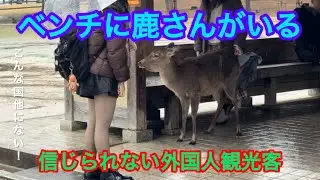 こんな国他にない！ベンチに鹿さんがいる🦌信じられない外国人観光客NARA  PARK