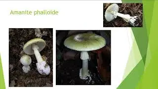 H.S 3 - &Eacute;pid&eacute;miologie intoxications champignons 2 sur 2