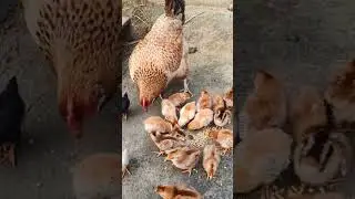A mother's love has no language... 🥺❤️#motherlove #heartwarming #naturevibes #cuteanimals #chickens