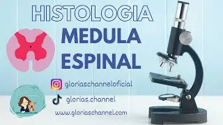 Histología para Medicina: Médula espinal
