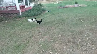 Cat Yard Fun
