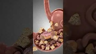 What Happens Inside Your Body When You Eat a Donut? 🍩 | 3D Medical Animation