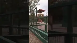 побег жирафа