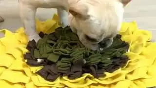 Puppy Dog Release Training Blanket Splice - Plusminusco #Shorts #Youtubeshorts